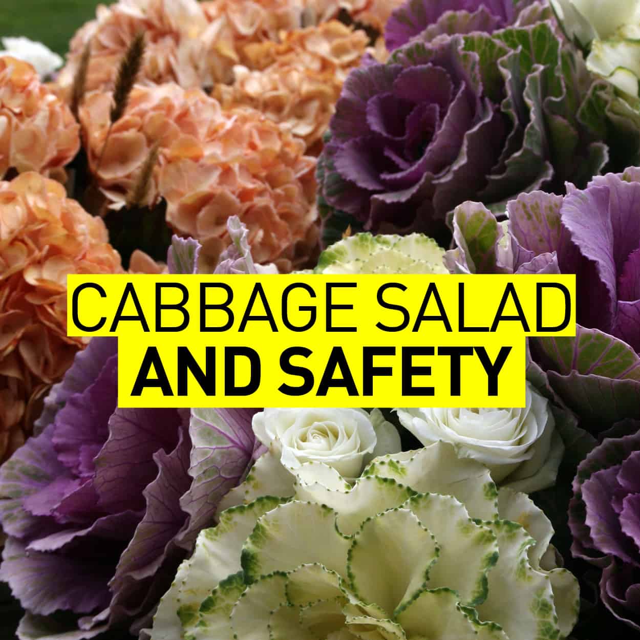 Cabbage Salad Image